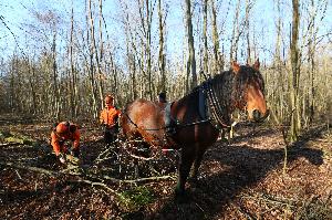 Karlsruhe: Arbeitskollege Pferd schont den Wald